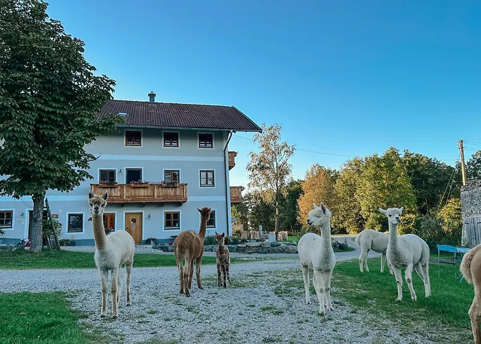 Ferienhof Petermuehle Urlaub Mit Alpakas