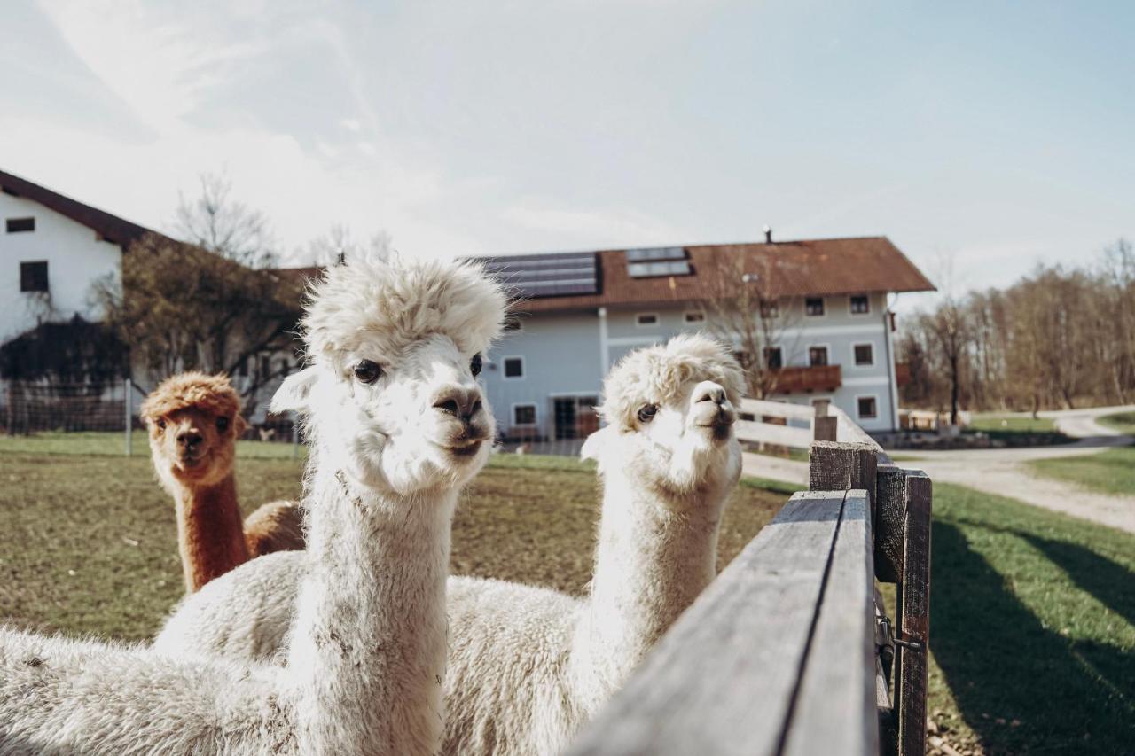 Petermuehle Urlaub Mit Alpakas