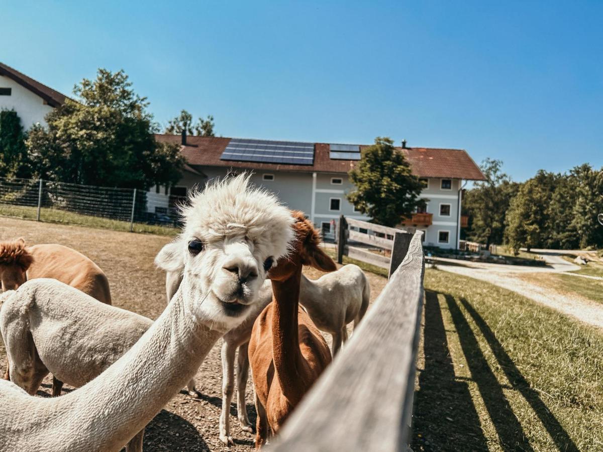 Petermuehle Urlaub Mit Alpakas Amerang