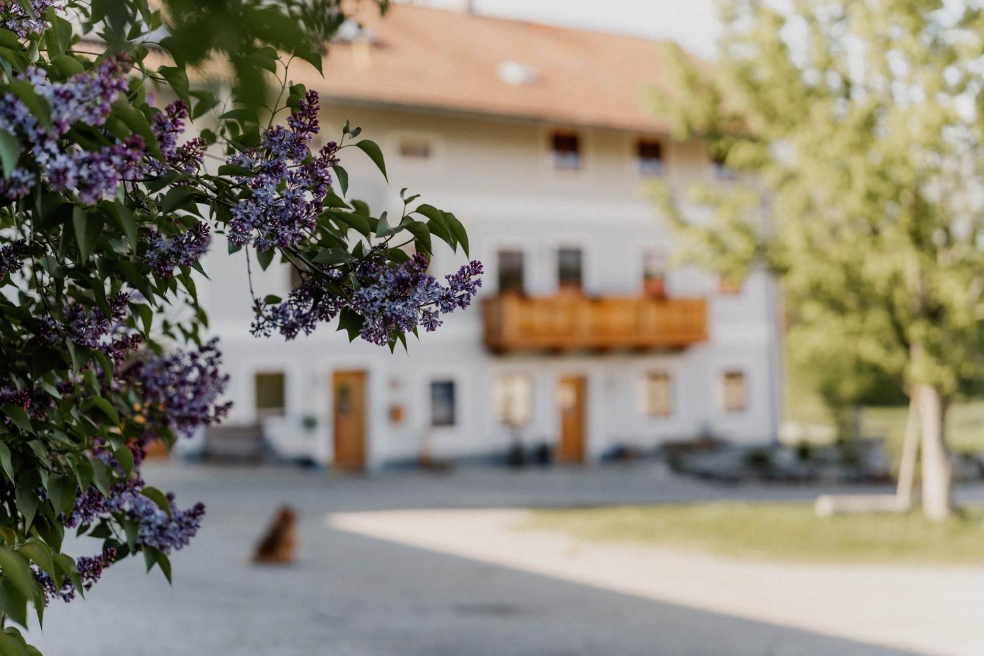 Apartment Petermuehle Urlaub Mit Alpakas Amerang