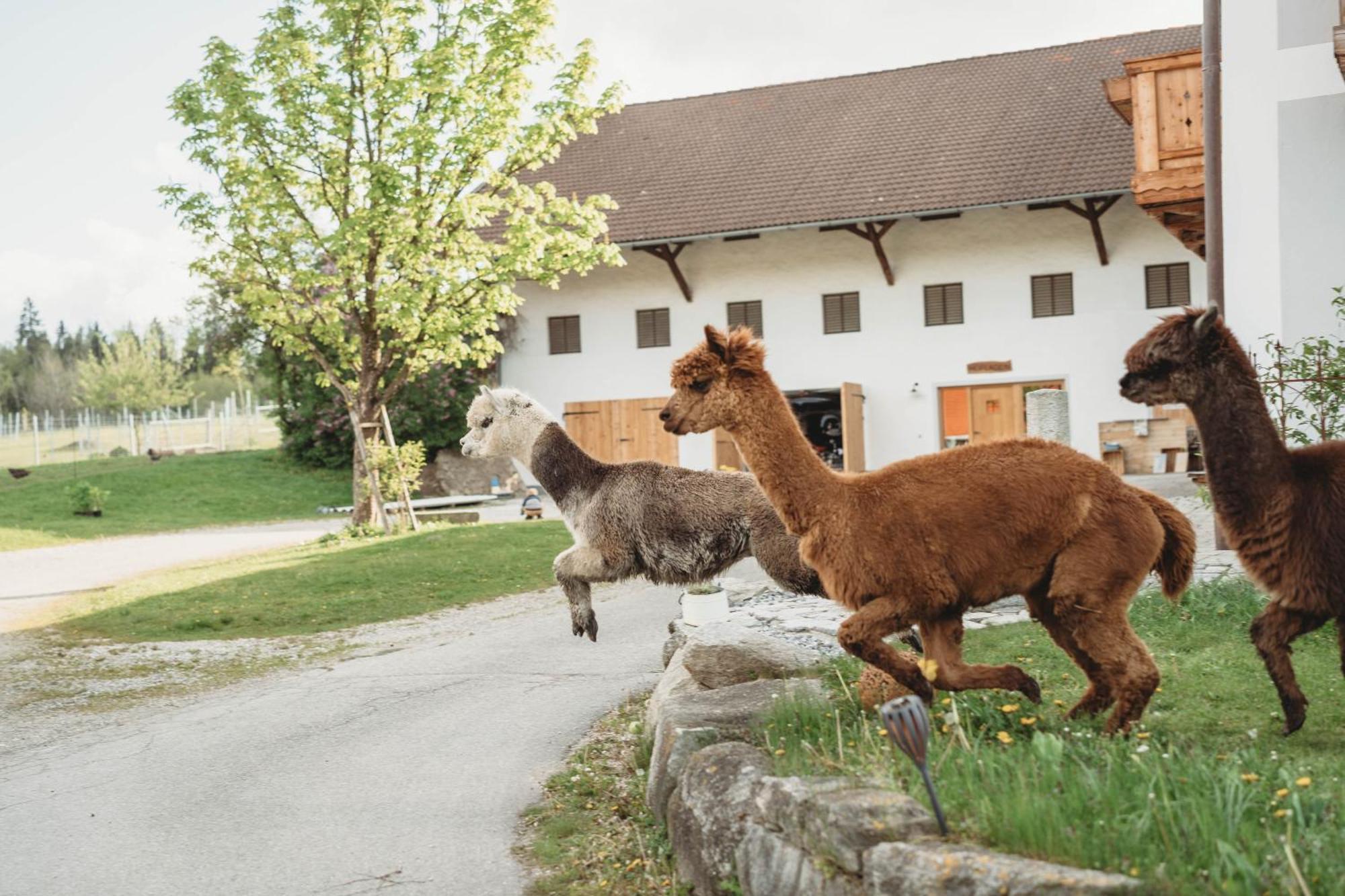 Petermuehle Urlaub Mit Alpakas